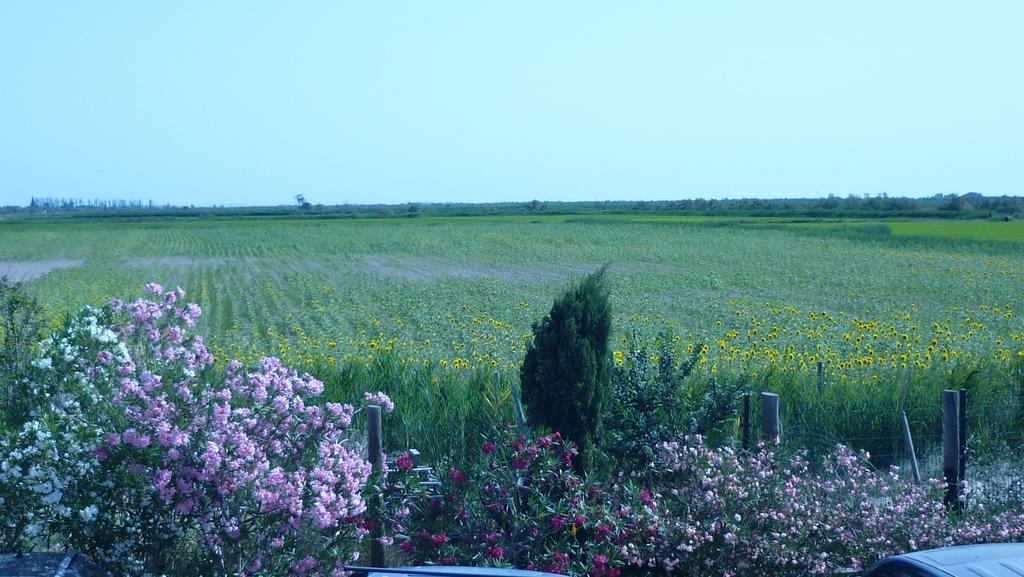 Soleil De Camargue * Arles